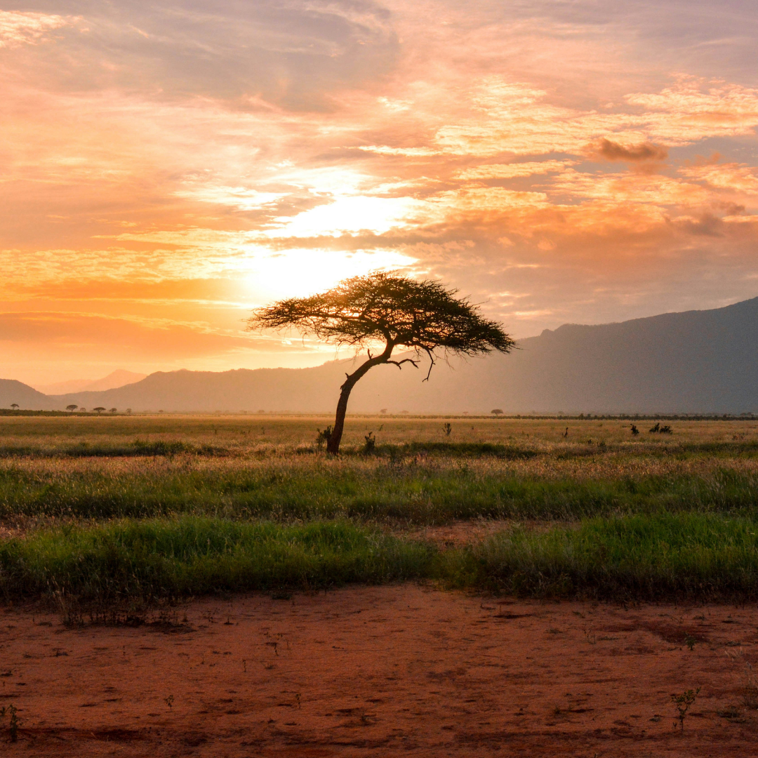 Die "Active Dreamer" Kampagne & Justdiggit